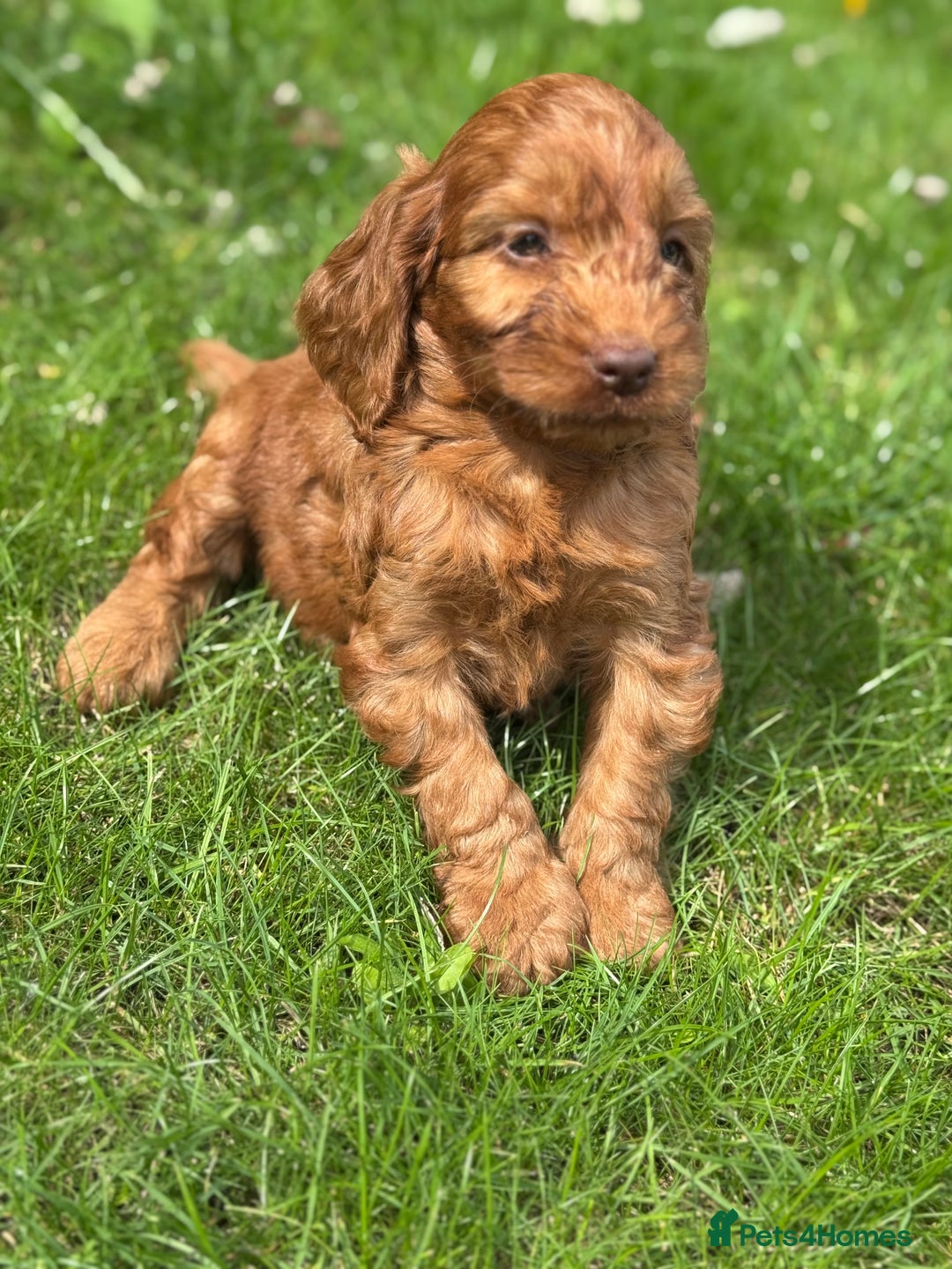 Cockapoo dogs for sale: BEAUTIFUL RED F1 COCKAPOO’S HEALTH TESTED PARENTS  - Image 15