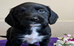 Sprocker dogs for sale: My sweet peas SPECIAL indeed x - Image 2