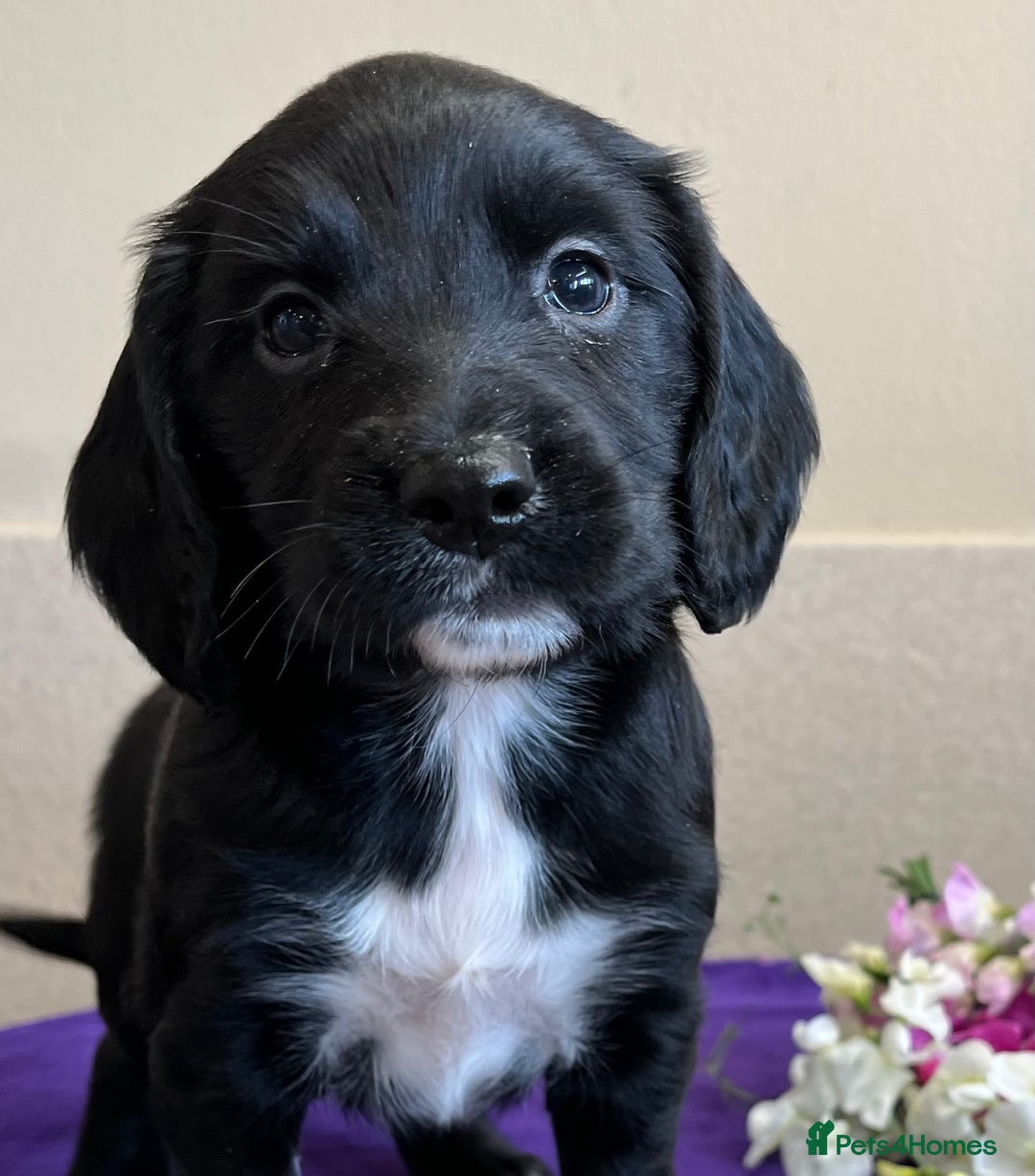Sprocker dogs for sale: My sweet peas SPECIAL indeed x - Image 2