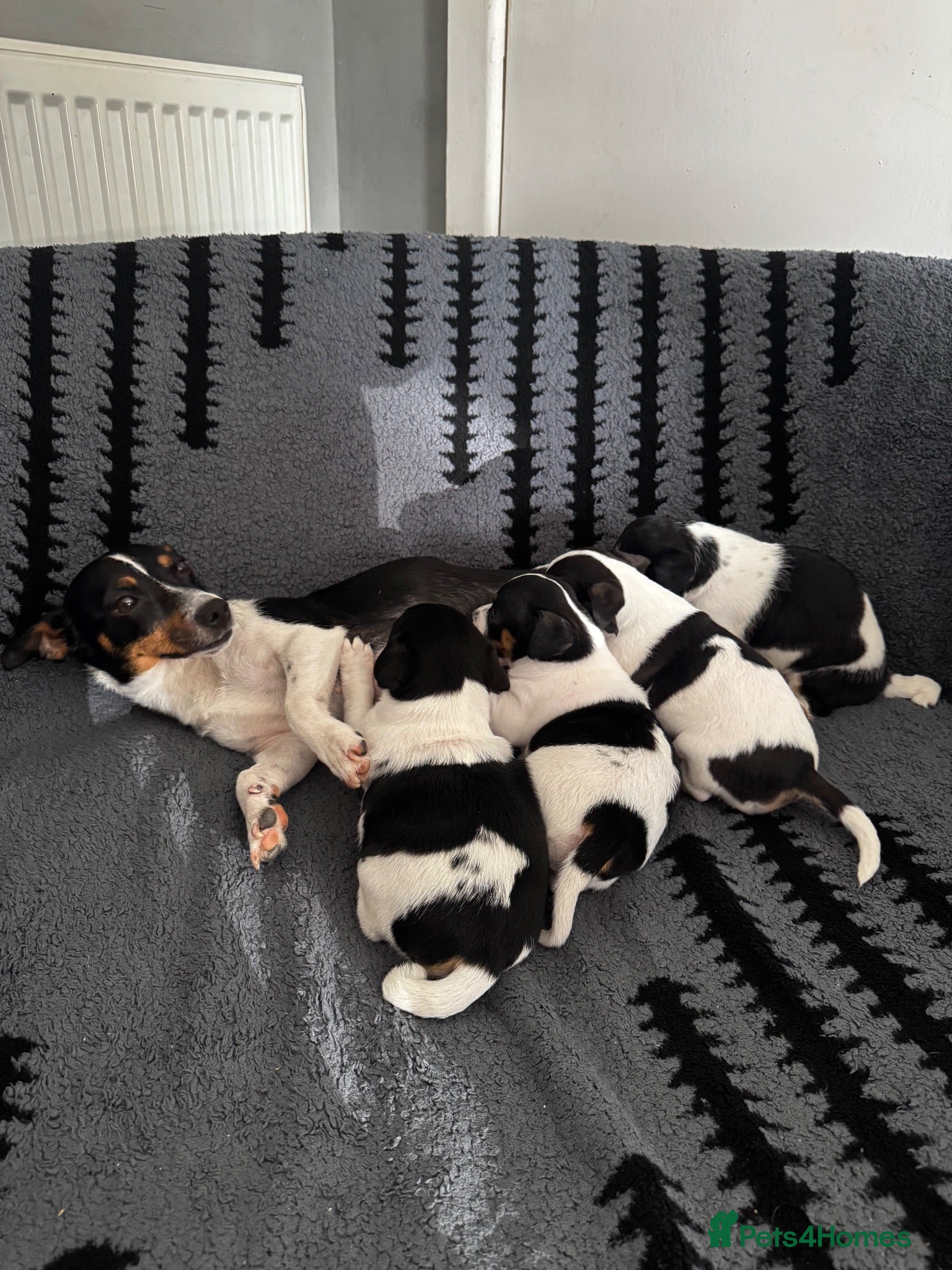 Jack Russell dogs Jack Russell  - Advert 1