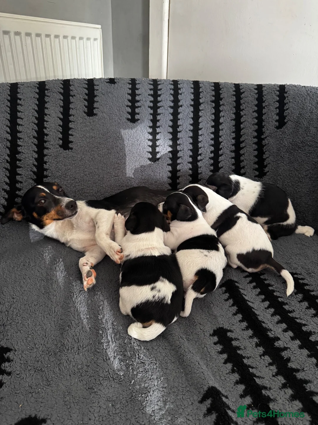 Jack Russell dogs for sale: Jack Russell  in Aylesford - Advert 1