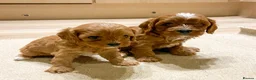 Cavapoo dogs for sale: Cavapoo pups from HEALTH TESTED KC parents in Ashford - Advert 4
