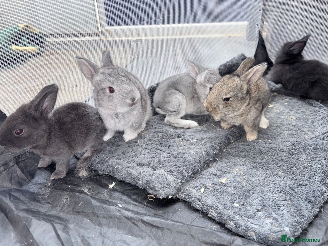 Continental Giant rabbits for sale: German Giants (continental giant rabbits) - Advert 2