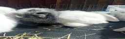 Mini Lop rabbits for sale: Mini Lop Bunnies Ready to leave 12/05 - Advert 26