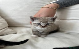Mixed Breed cats for sale: Ready to go next week! cream tabby kittens - Image 8