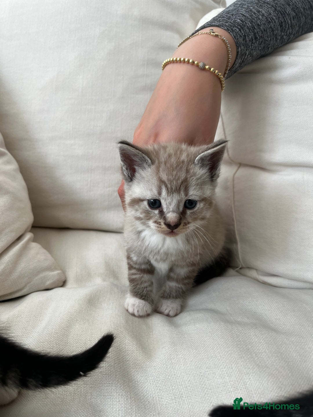 Mixed Breed cats for sale: Ready to go next week! cream tabby kittens - Image 8