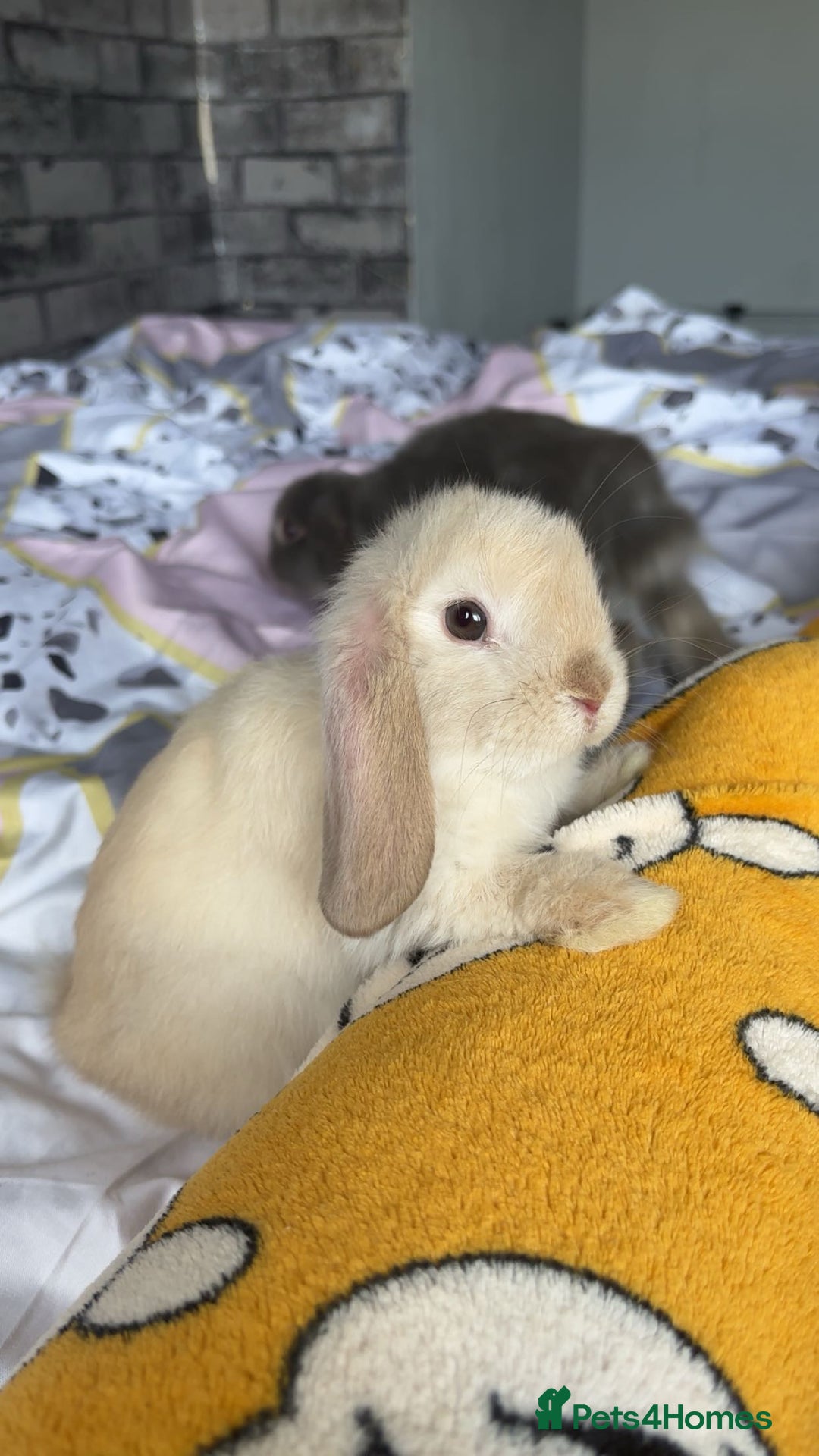 Mini Lop rabbits for sale: Mini Lop males for sale - Advert 1
