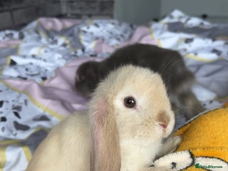 Mini Lop rabbits Mini Lop males for sale - Advert 1