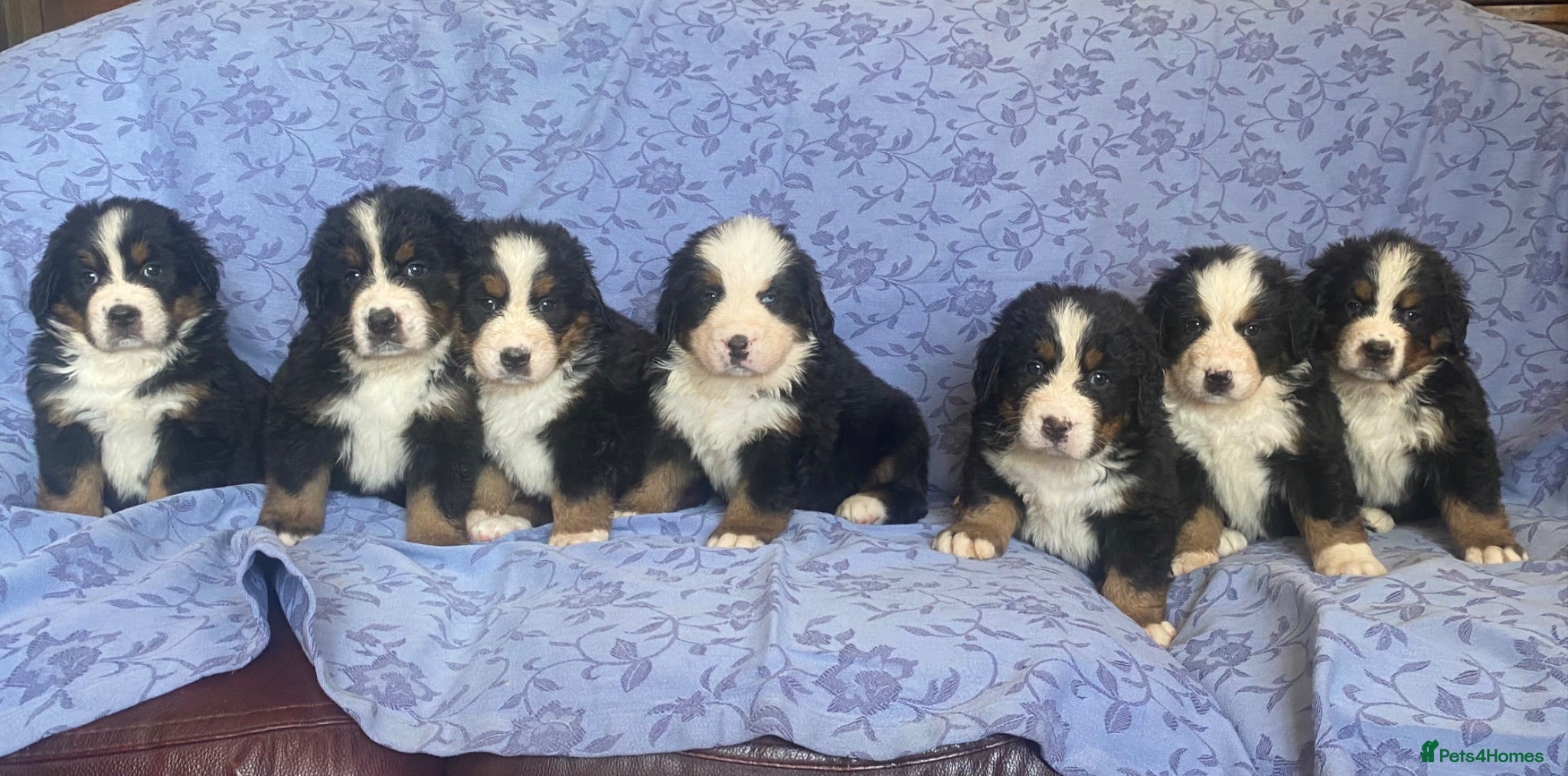 Bernese Mountain Dog dogs Beautiful Bernese Mountain Dog Puppies For Sale - Advert 1