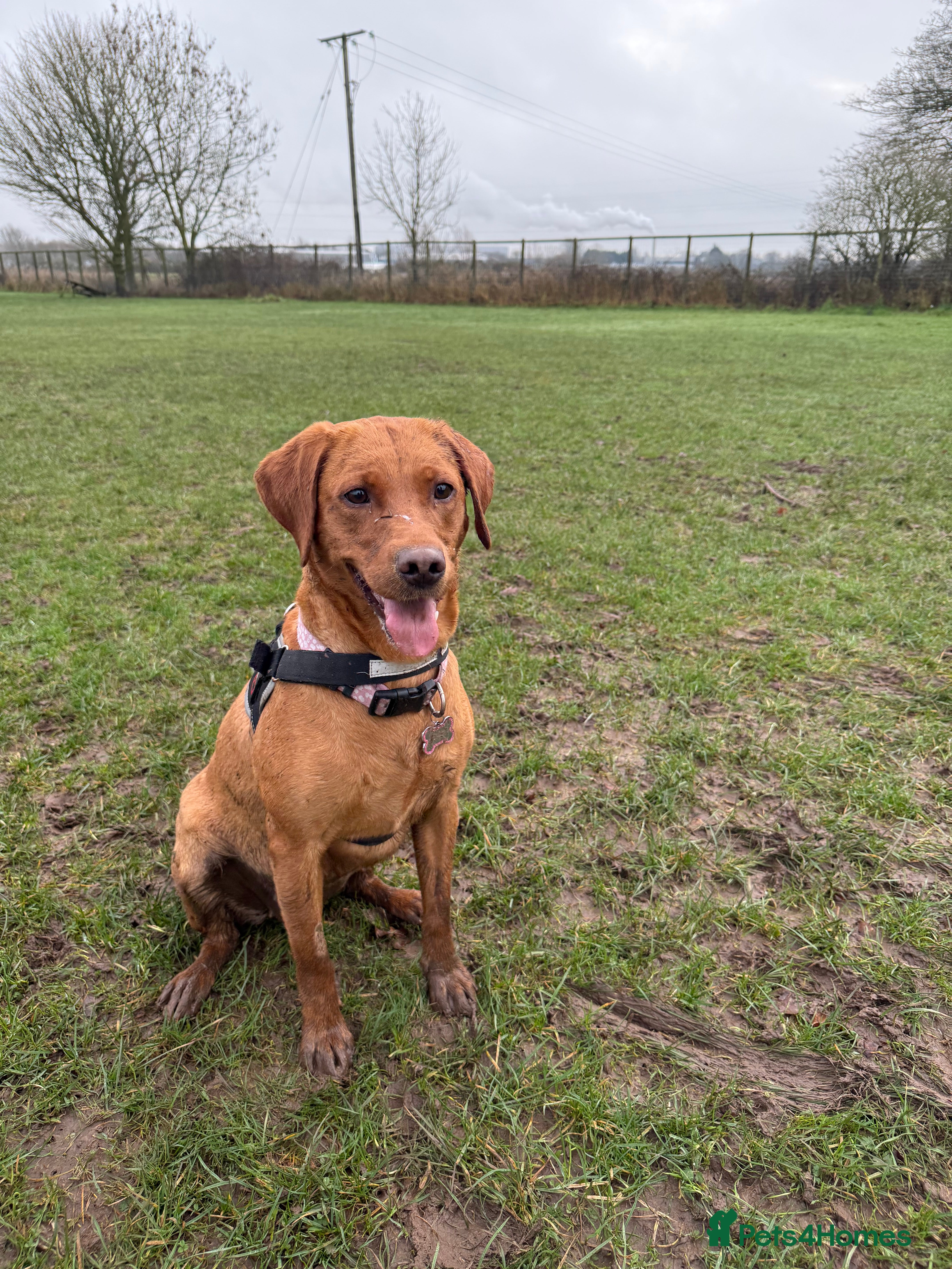 Goldador dogs Goldador Puppies  - Advert 1