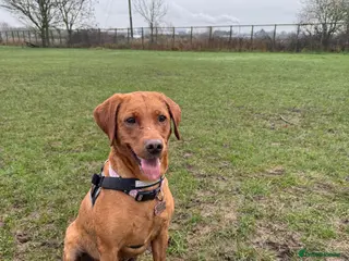 Goldador dogs Goldador Puppies - Advert 1