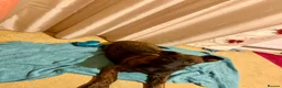 German Shepherd dogs for sale: STUNNING, Chunky Dutch Herder x GSD Puppies - Advert 7