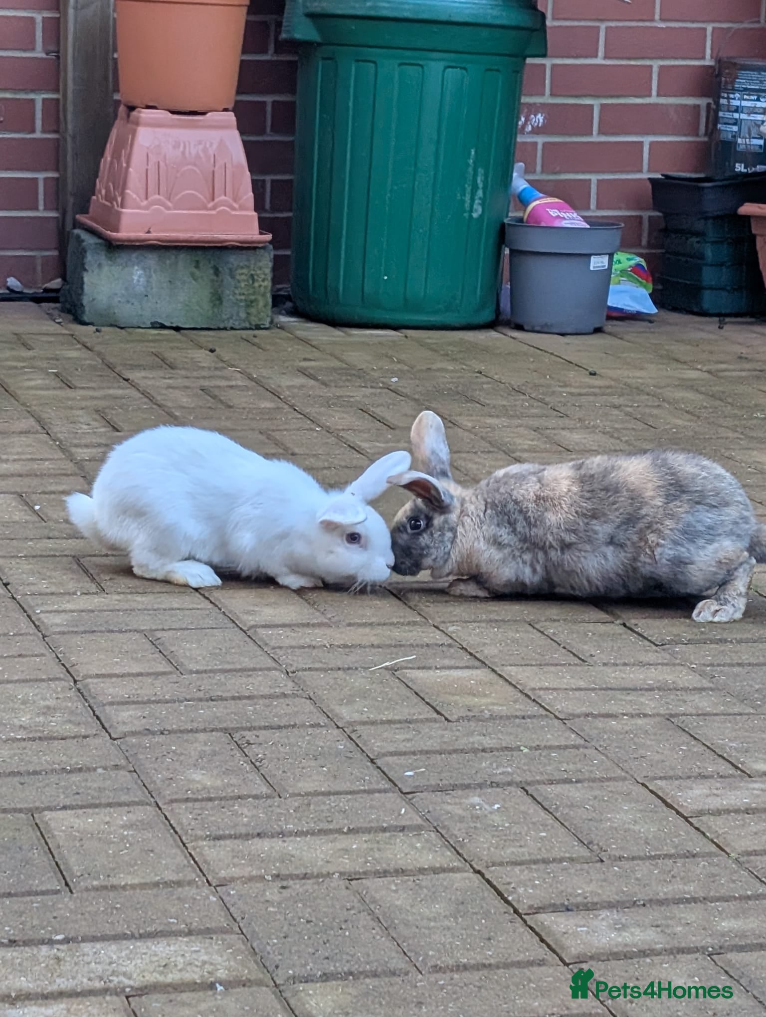 Mixed Breed rabbits Mixed breed rabbits  - Advert 1