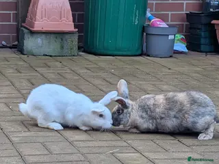 Mixed Breed rabbits Mixed breed rabbits - Advert 3