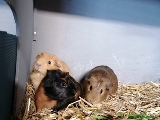Guinea Pig rodents 3 lovely girl guinipigs for sale - Advert 1