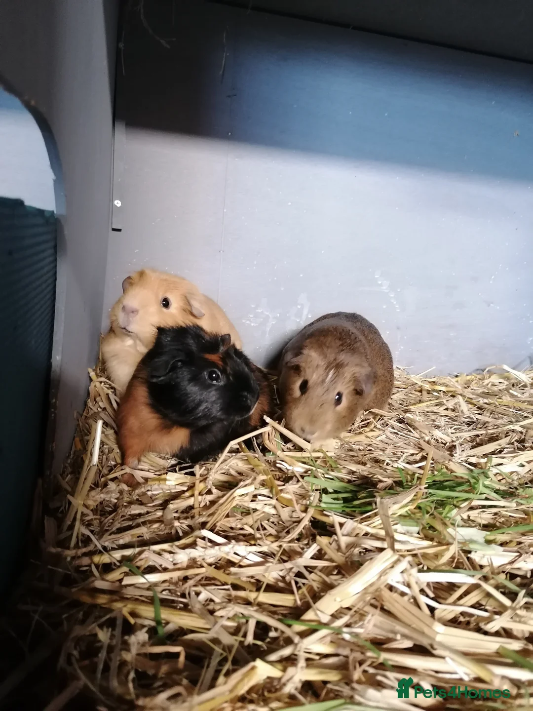 Guinea Pig rodents for sale: 3 lovely girl guinipigs for sale - Advert 1