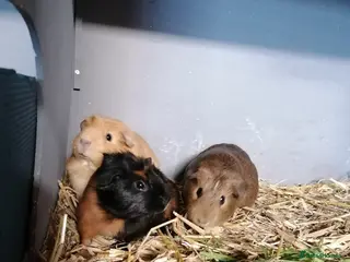 Guinea Pig rodents 3 lovely girl guinipigs for sale - Advert 6