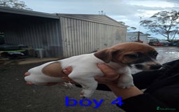 Jack Russell dogs for sale: Fluffiers jack russells - Image 3
