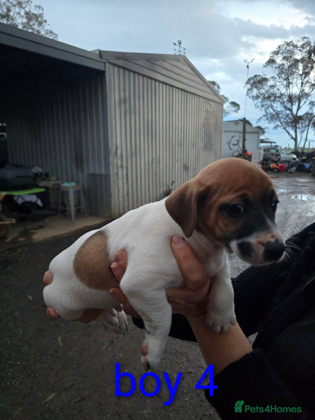Jack Russell dogs for sale: Fluffiers jack russells - Image 3