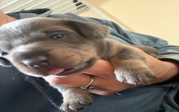 Mixed Breed dogs for sale: French bulldog x daschund - Image 25