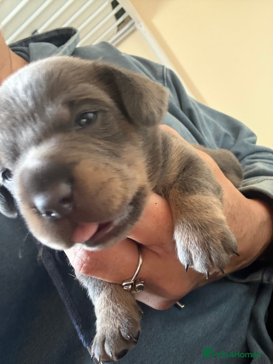 Mixed Breed dogs for sale: French bulldog x daschund - Image 25