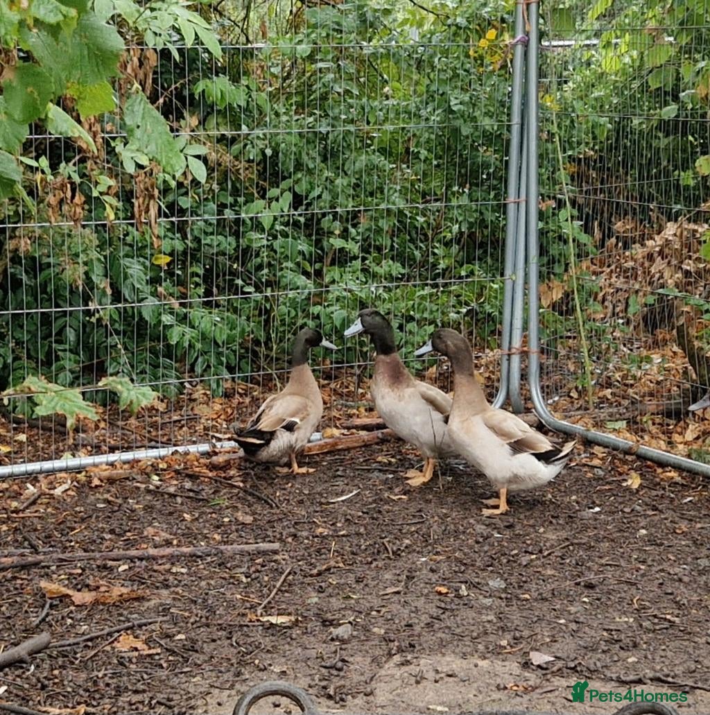 Ducks poultry 2 male Kharki Cambells - Advert 1