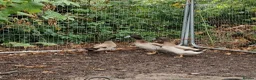 Ducks poultry for sale: 2 male Kharki Cambells in Sandy - Advert 1