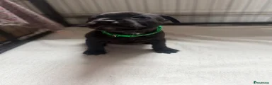 Staffordshire Bull Terrier Puppy 3