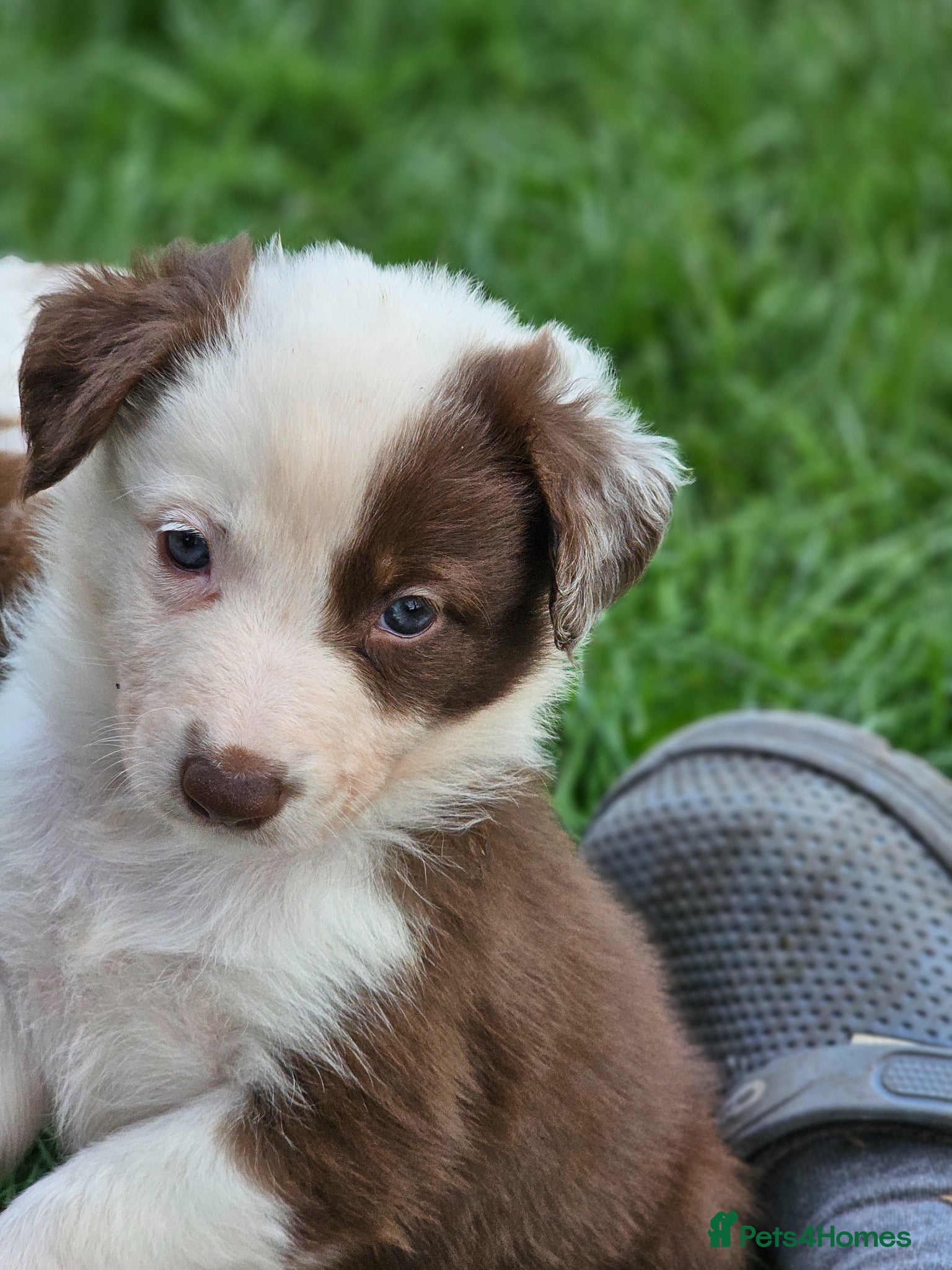 Border Collie dogs Red Merle and Red/white border collie pups - Advert 1