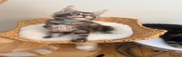 Maine Coon cats for sale: Outstanding show quality Maine coon kittens.  - Advert 3
