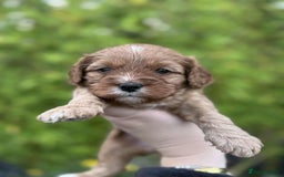 Cavapoo dogs for sale: Quality True mini Cavapoo Puppies in Eastleigh - Image 8