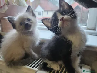 Siamese cats Beautiful siamese boys and girls - Advert 1