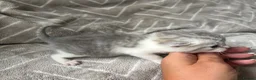 Mixed Breed cats for sale: Silver Tabby Exotic Kittens For Sale - Advert 7