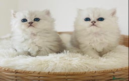 Persian cats for sale: Persian Chinchilla silver shadow 🎀🧢 - Image 4