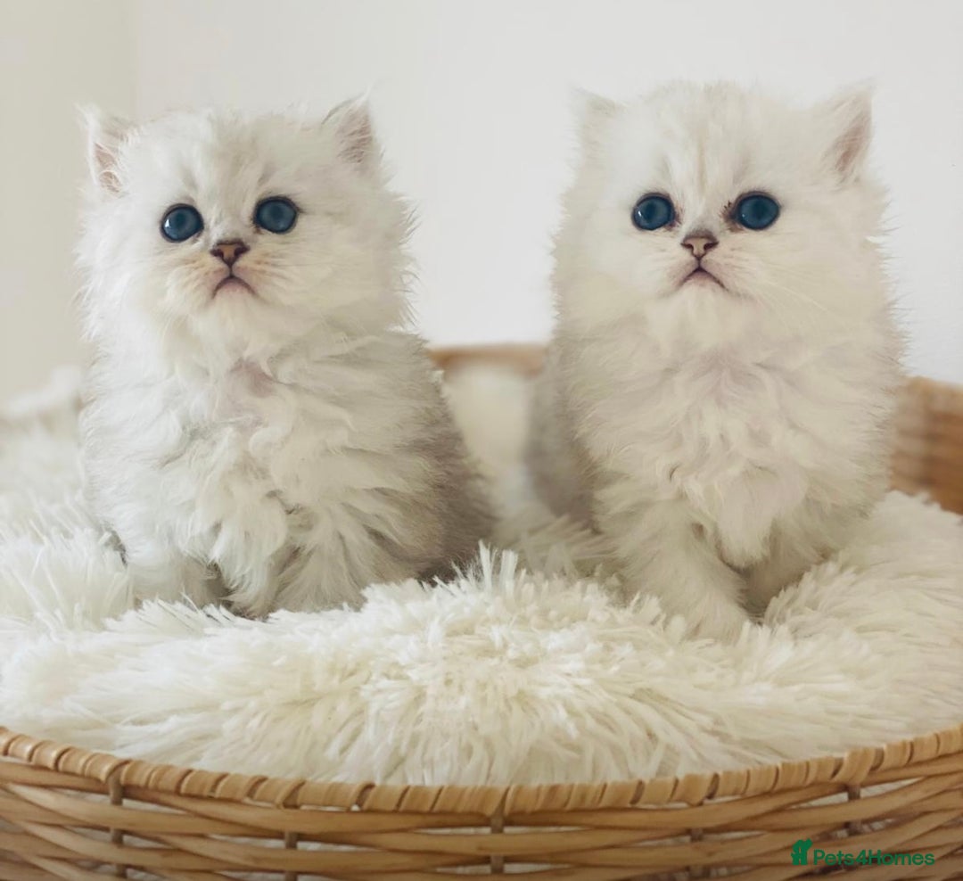 Persian cats for sale: Persian Chinchilla silver shadow 🎀🧢 - Image 4
