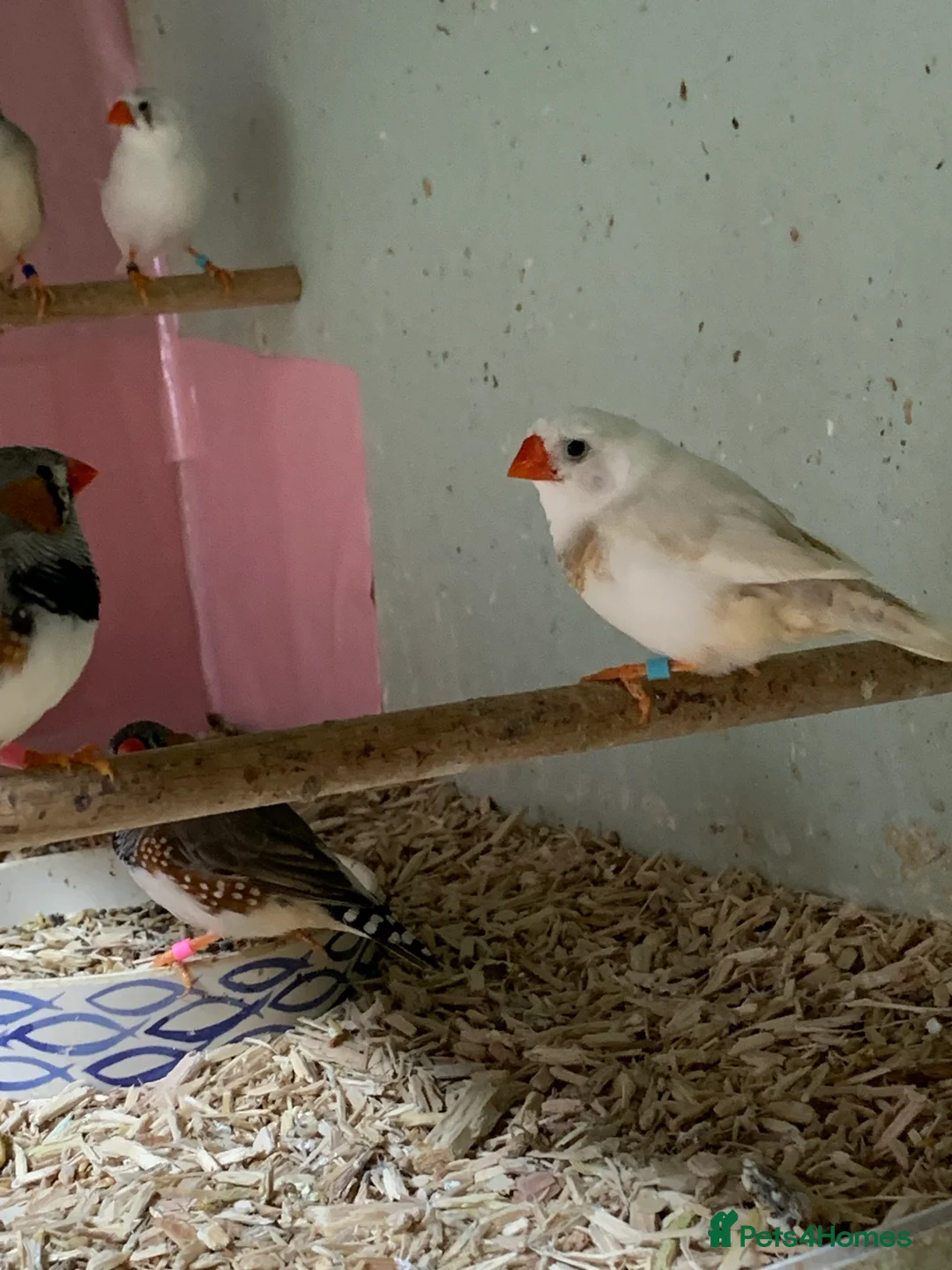 Finches birds for sale: Zebra finches male and female, male diamond dove - Advert 4