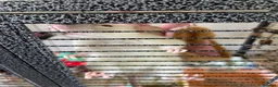 Rat rodents for sale: 4 Friendly Female Rats + Large Full Setup 🐀❤️ in Nuneaton - Advert 2