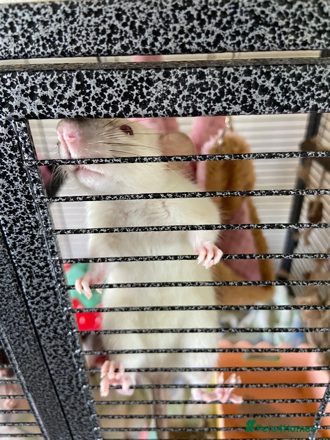 Rat rodents for sale: 4 Friendly Female Rats + Large Full Setup 🐀❤️ in Nuneaton - Advert 2