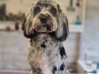 Cockapoo dogs F1 proven Blue Merle Cockapoo for stud in Aylesford - Advert 6