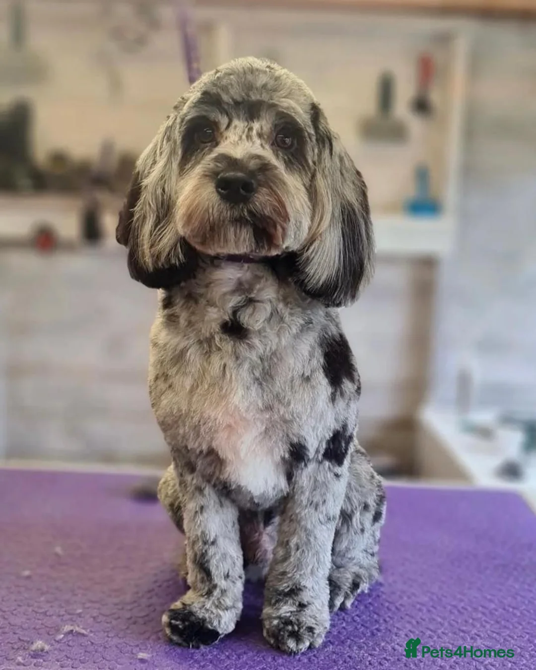 Cockapoo dogs for stud: F1 proven Blue Merle Cockapoo for stud in Aylesford - Advert 1