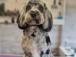 Cockapoo dogs F1 proven Blue Merle Cockapoo for stud in Aylesford - Advert 10