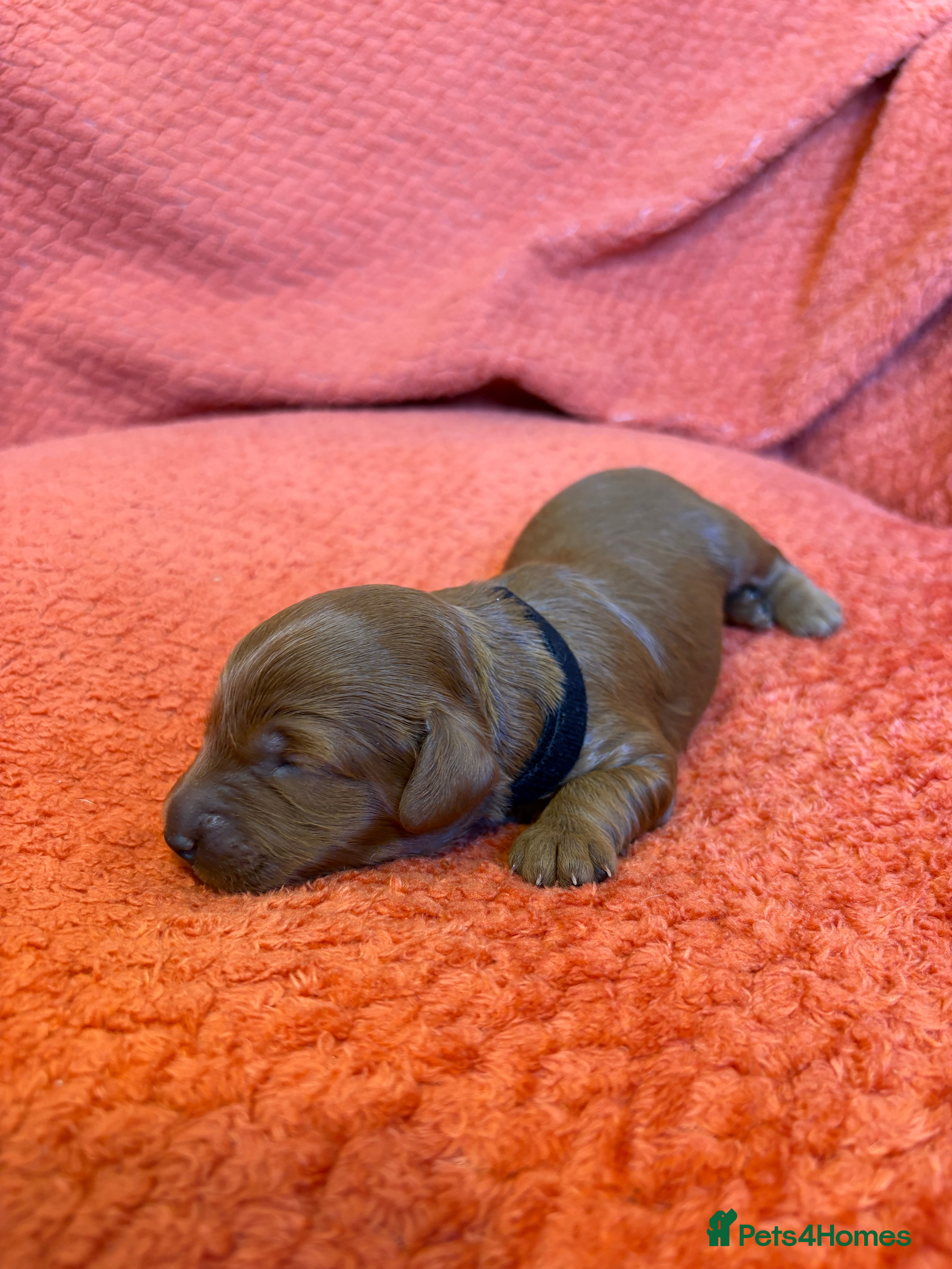 Cockapoo dogs Beautiful All Fox Red F1BB Cockapoo Puppies  - Advert 2