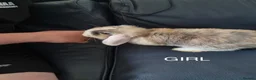 Mini Lop rabbits for sale: 3x Mini Lops, 10 weeks old. Ready Now - Advert 5