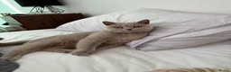 British Shorthair cats for sale: cupcake and muffin - Advert 6
