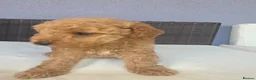 Cockapoo dogs for sale:  Meet Our stunning  F1B Cockapoo Puppies. - Advert 17