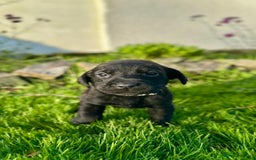 Labrador Retriever dogs for sale: KC registered Labrador puppies, working parents  - Image 7