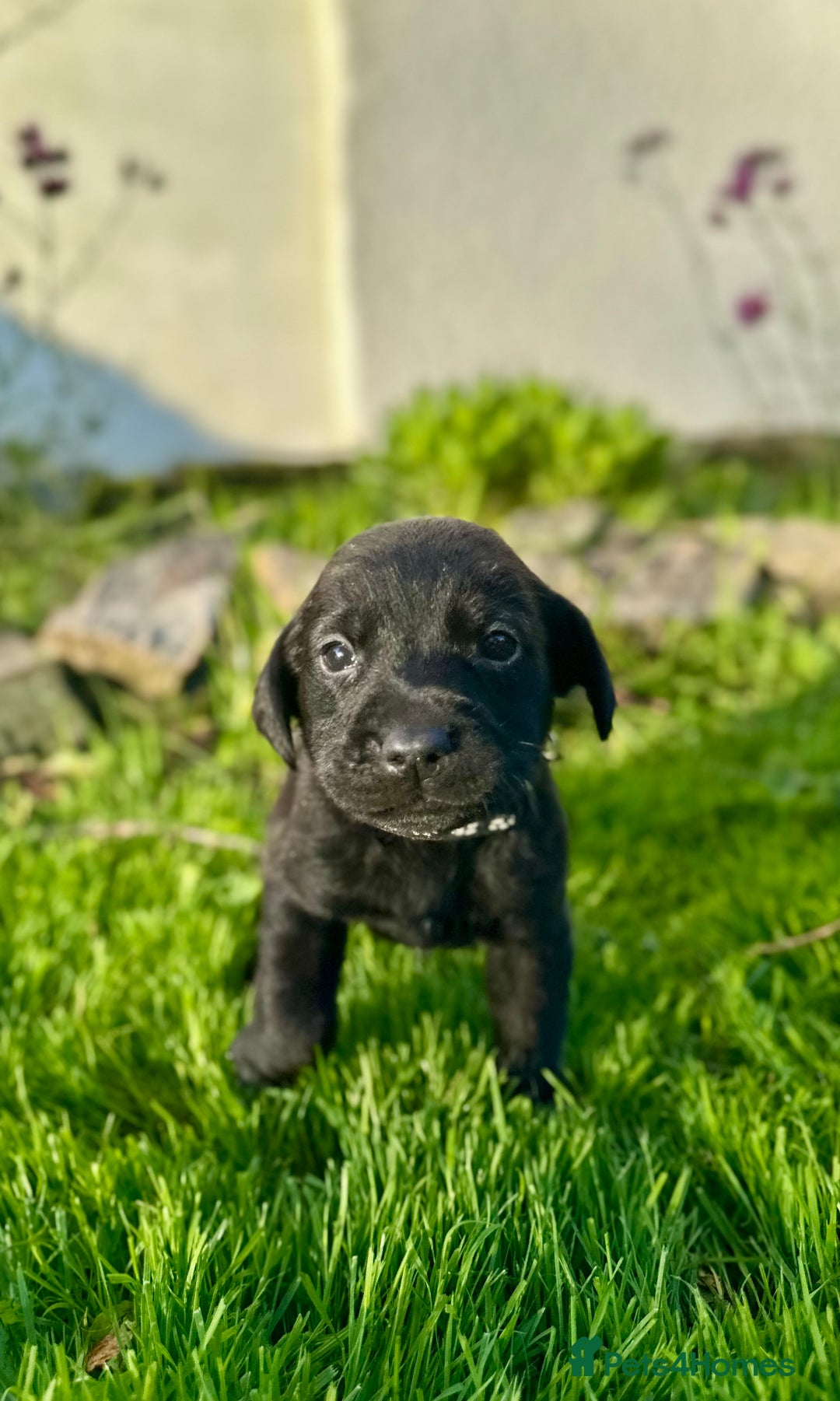 Labrador Retriever dogs for sale: KC registered Labrador puppies, working parents  - Image 7