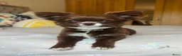 Chihuahua dogs for sale: Chocolate female Chihuahua  in Halesowen - Advert 2