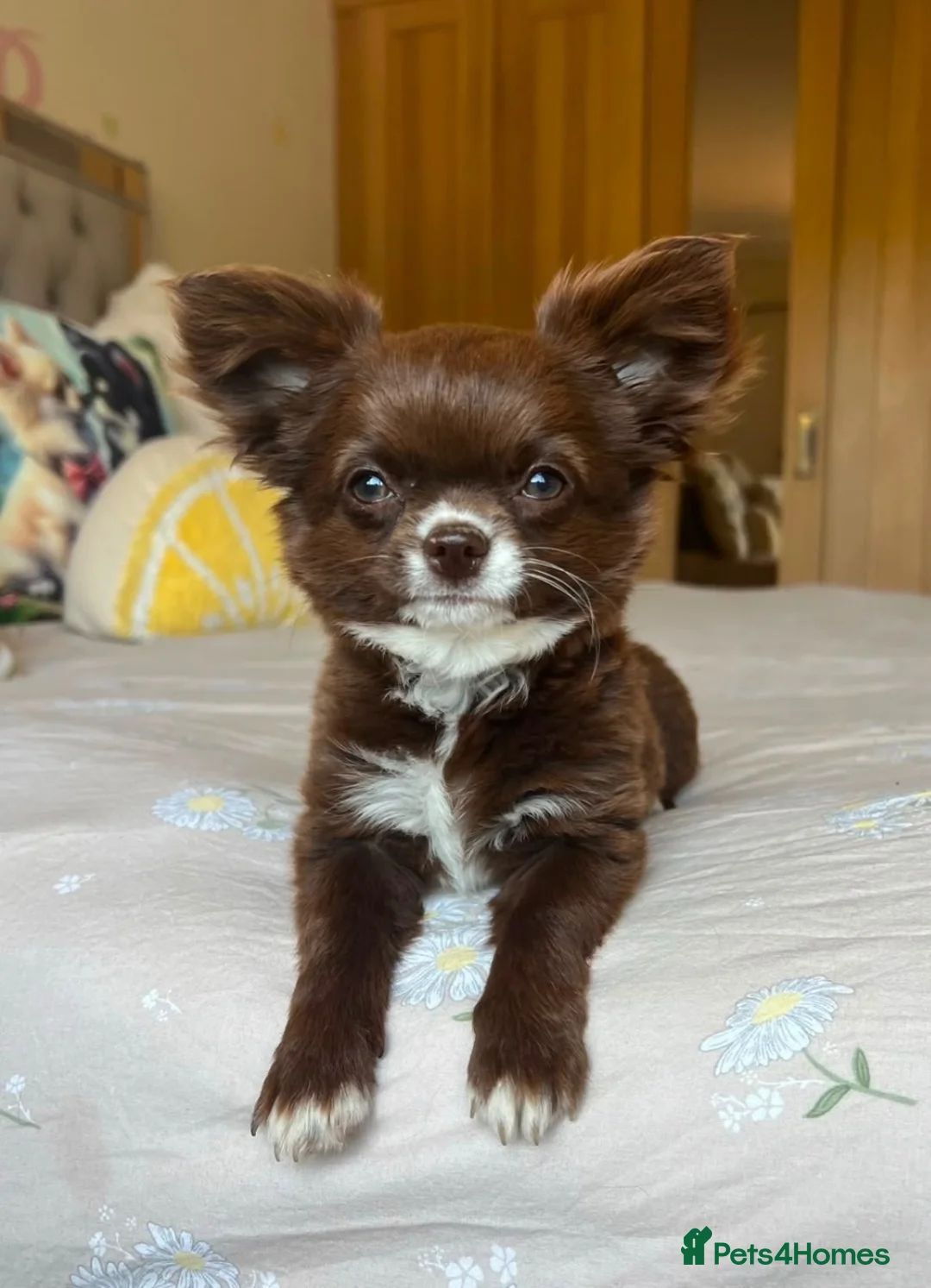 Chihuahua dogs for sale: Chocolate female Chihuahua  in Halesowen - Advert 2