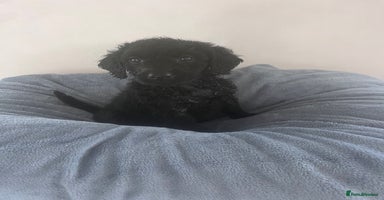 Labradoodle dogs - Advert 10